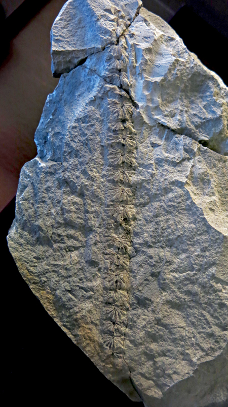 IMG_8428_Annularia_microphyllasm