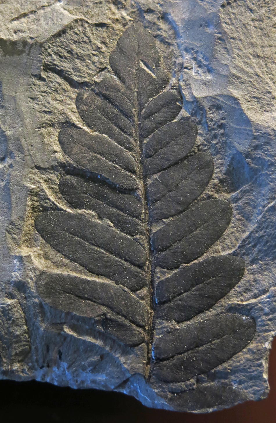 IMG_8431_Laveineopteris_tenuifoliasm