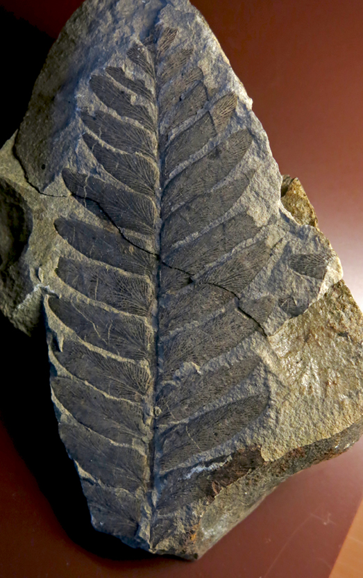 IMG_8435_Odontopteris_stradonicensis3sm