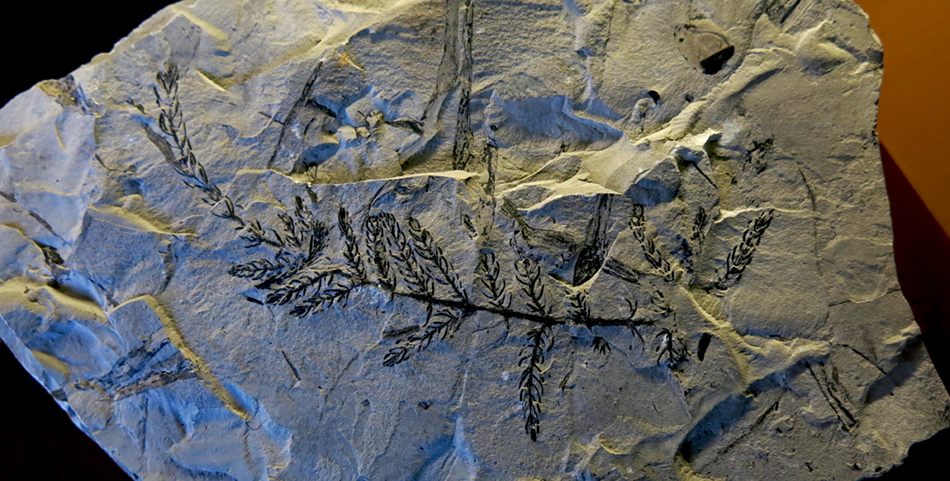 IMG_8450_Asterophyllites_grandissm