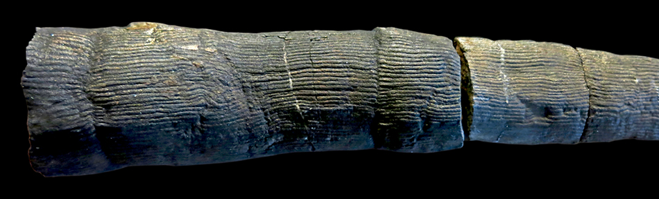 IMG_8539_40_stylocalamites_undulatussm
