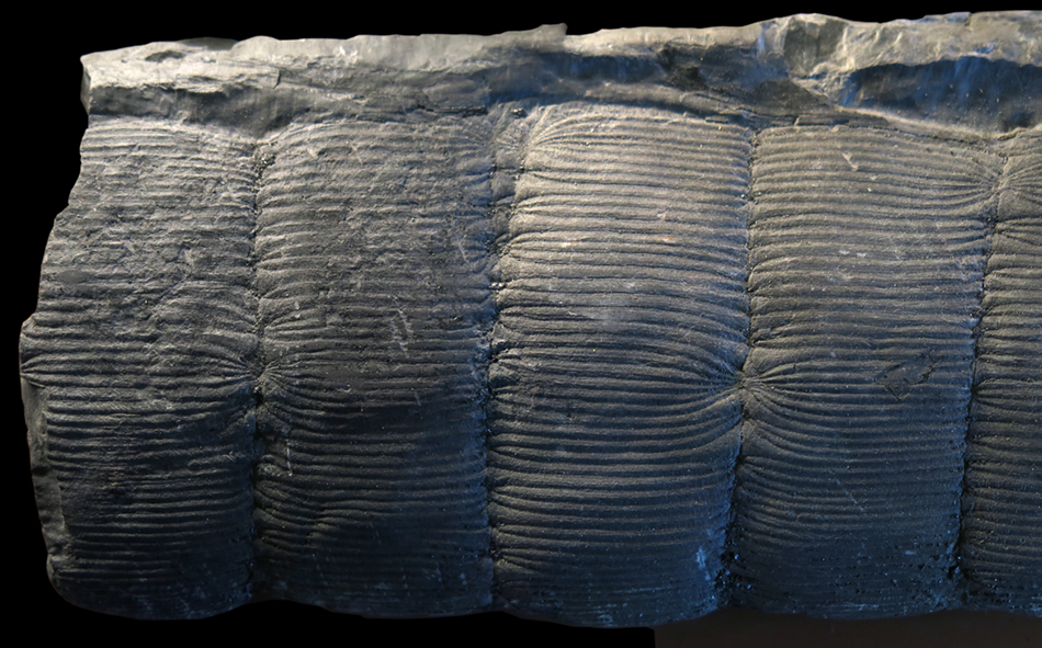 IMG_8547_49_Calamites_cruciatussm