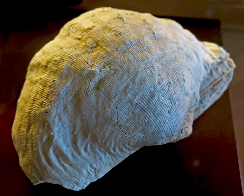 IMG_8581_Gigantoproductus_giganteussm