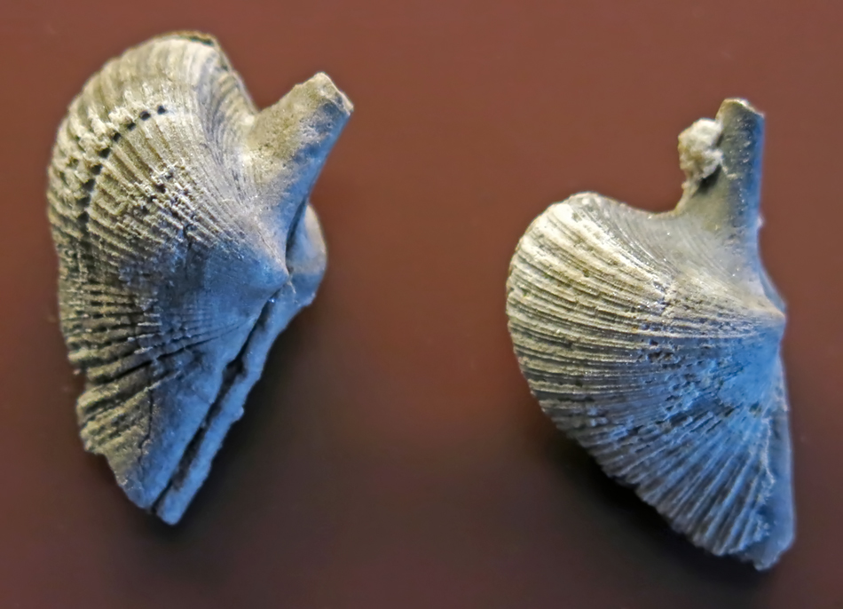 IMG_8584_Conocardium_alaeformesm