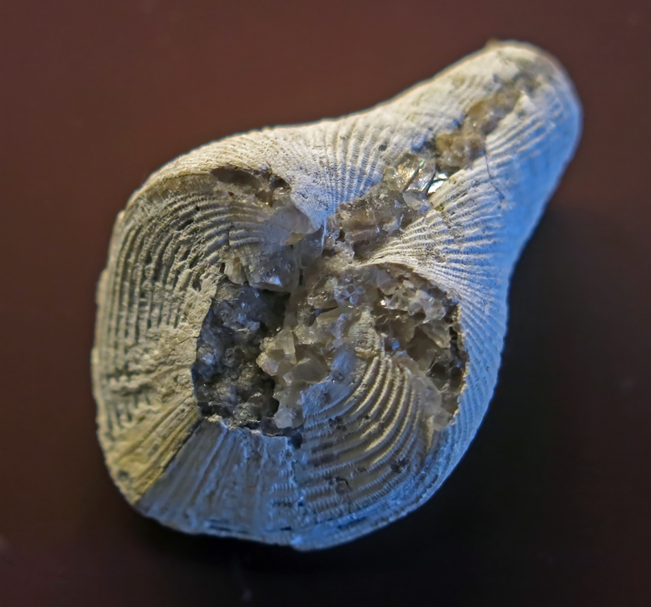 IMG_8585_Conocardium_trigonalesm