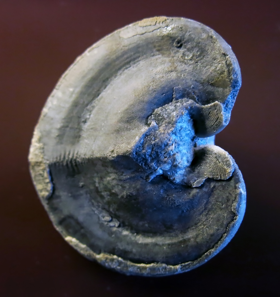 IMG_8586_Conocardium_hibernicumsm