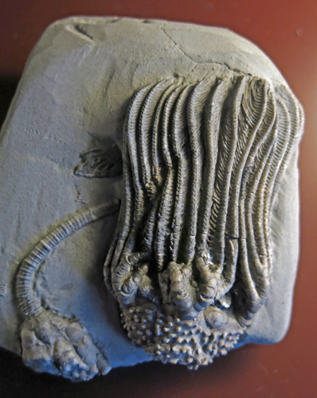IMG_8587_Platycrinus_hemisphaericussm