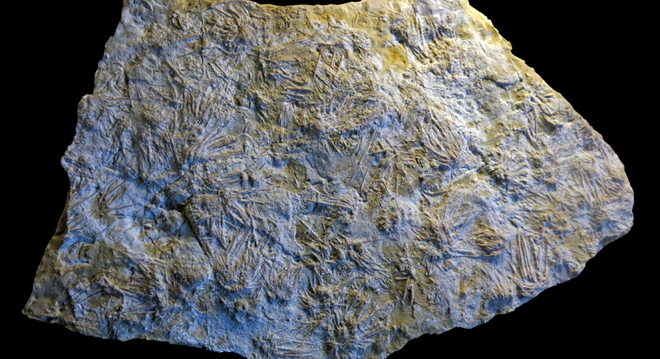IMG_8599_Archaeocidarissm