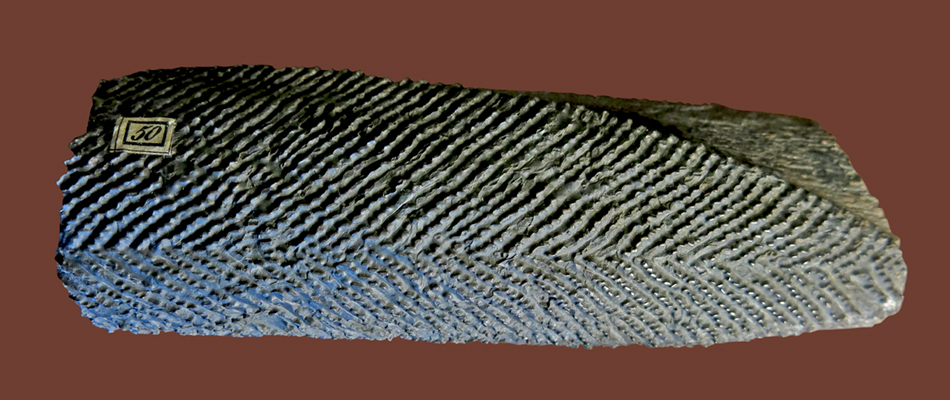 IMG_8614_Gyracanthus_formosussm