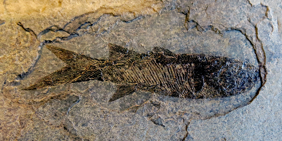 IMG_8631_Paramblypterus_vratislavensissm