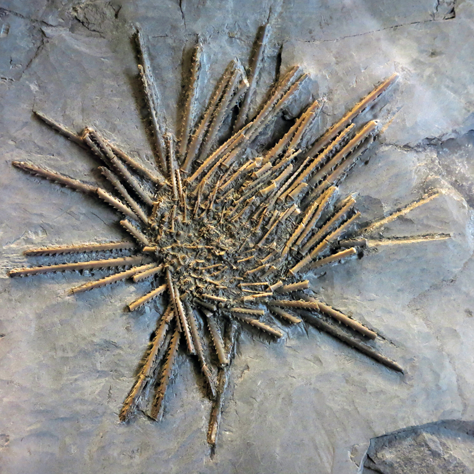 IMG_8655_Archaecidaris_brownwoodensissm