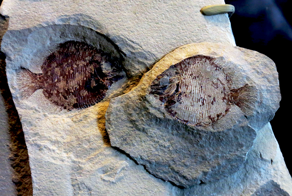 IMG_8672_Discoserra_pectinodonsm