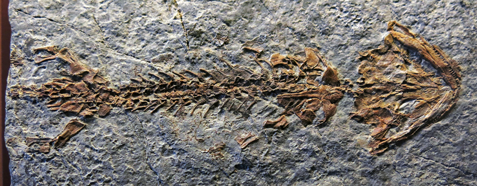 IMG_8725_Discosauriscus_austriacussm