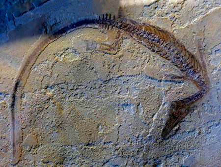 IMG_8737_Stereosternum_tumidum_asm