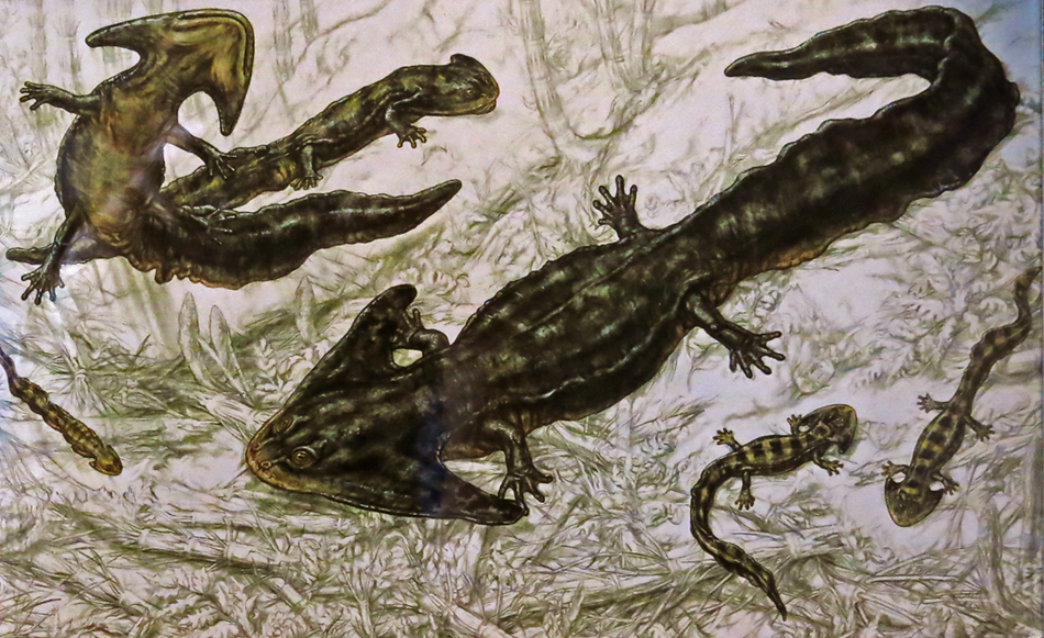 IMG_8765amphibianssm