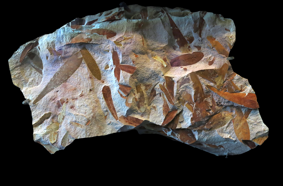 IMG_8781_Glossopterissm