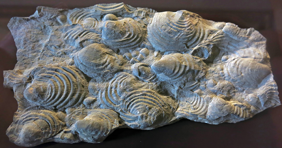 IMG_8791_Claraia_claraism