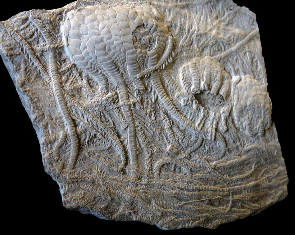 IMG_8819_Uintacrinus_socialissm