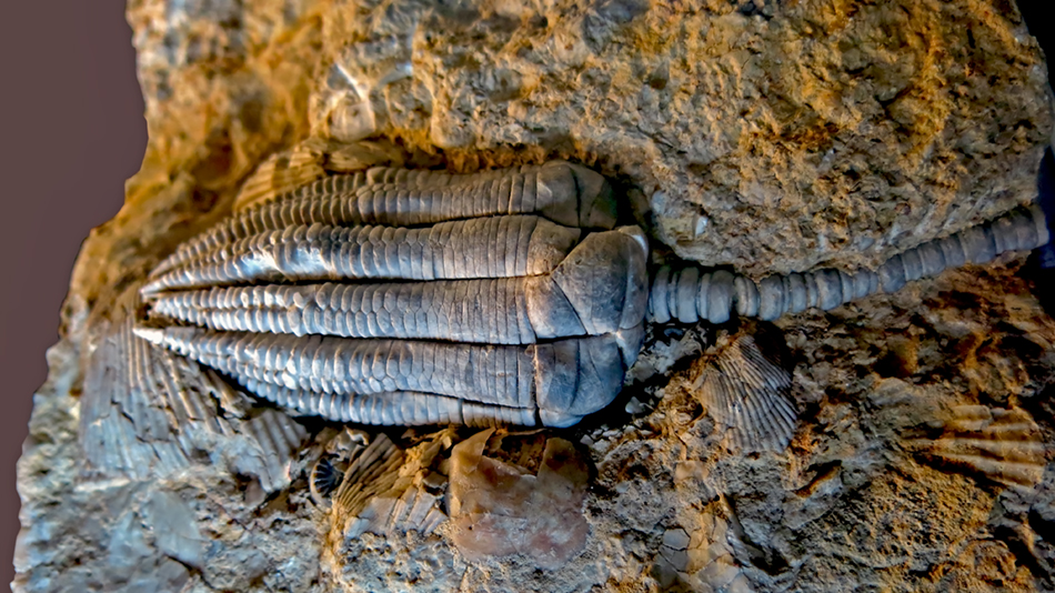 IMG_8822_Encrinus_liliiformissm