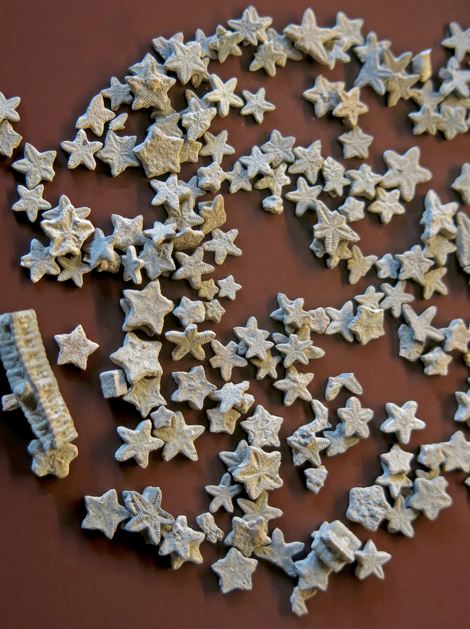 IMG_8829_Isocrinus_scalarissm