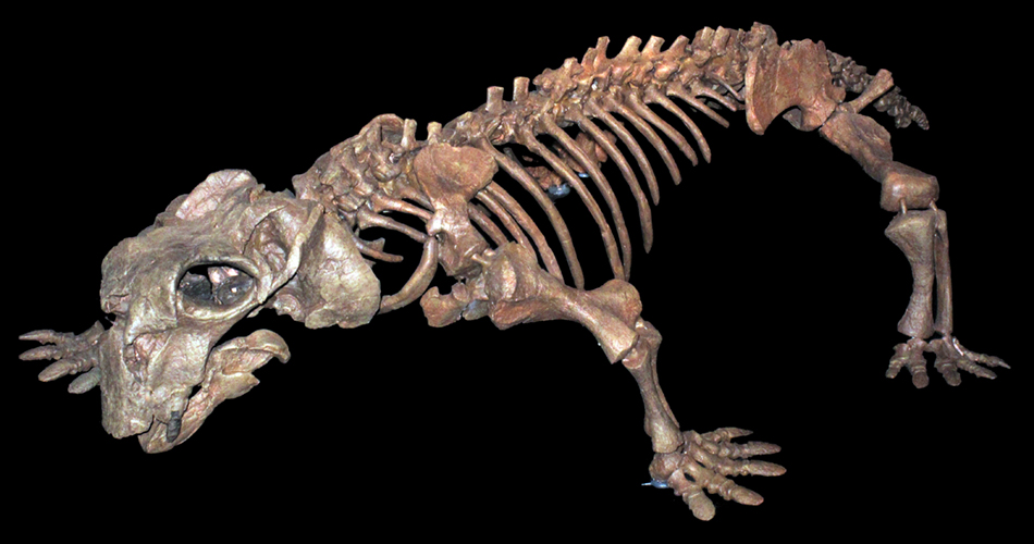 Lystriosaurus_boopsis_wksm
