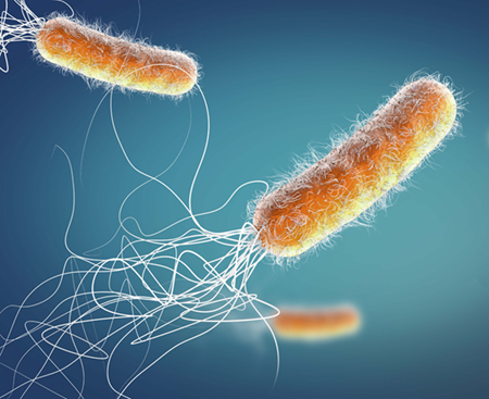 Pseudomonas_aeruginosasm