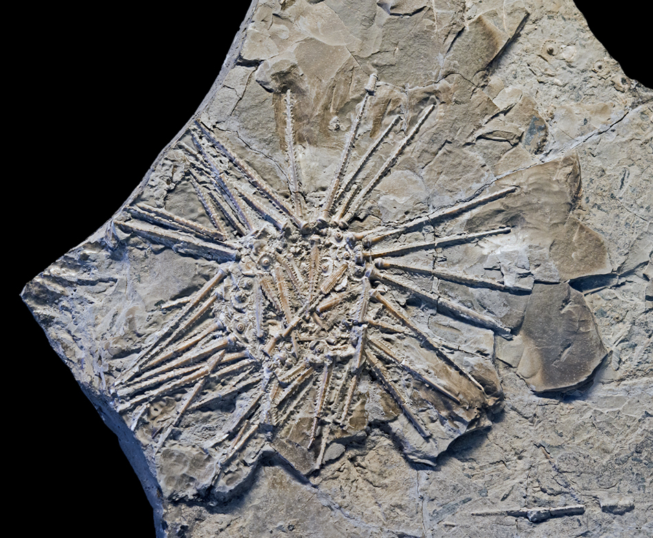 archaeocidarissm