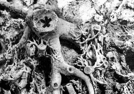 attachmentofbuoysm