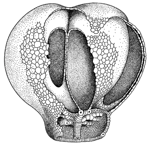 bouychambered2sm