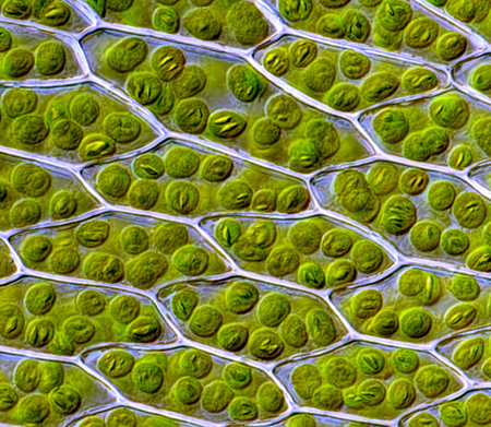 chloroplasts2sm