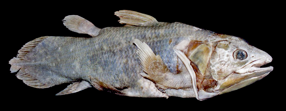 coelacanth_aust_museumsm