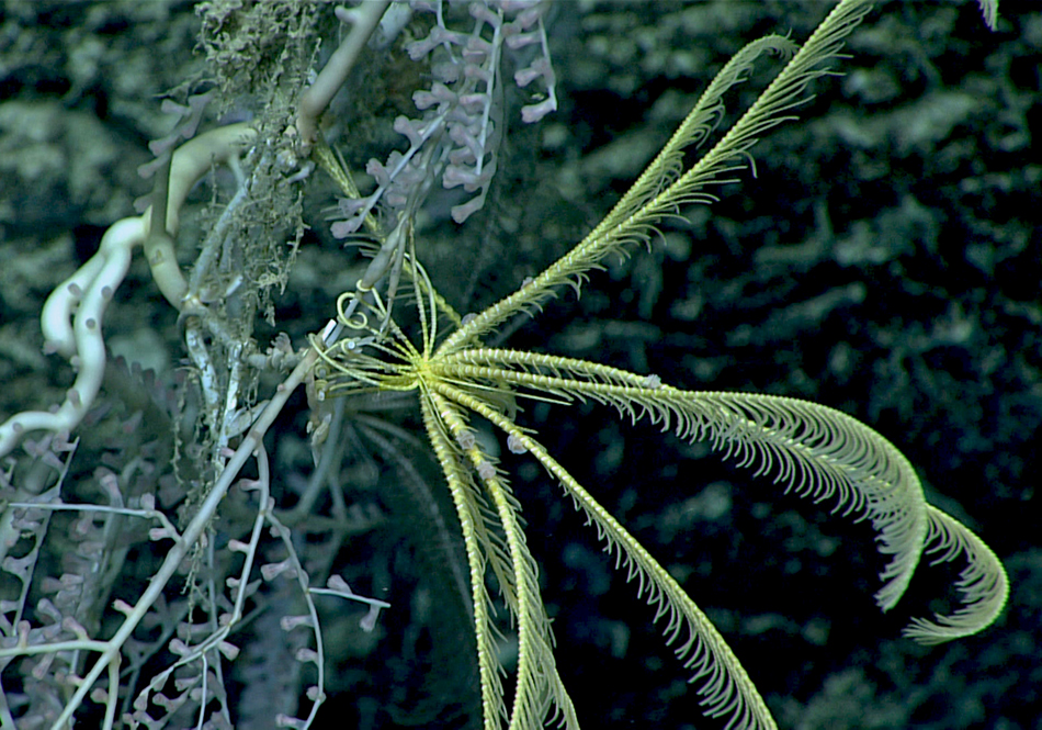 crinoid3_feattherstarsm