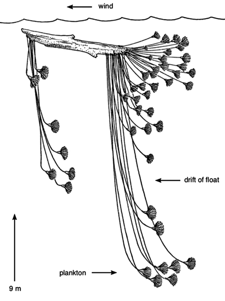 driftwood_crinoidsm