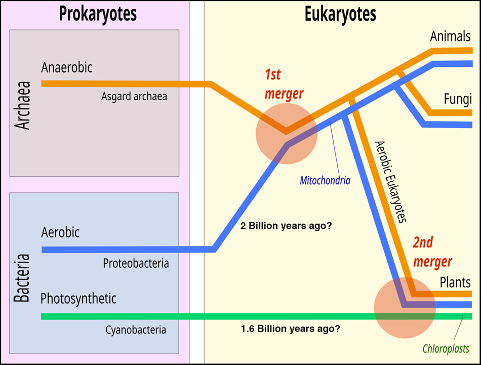 evolutionofplants2sm
