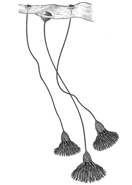 floatingcrinoidssm