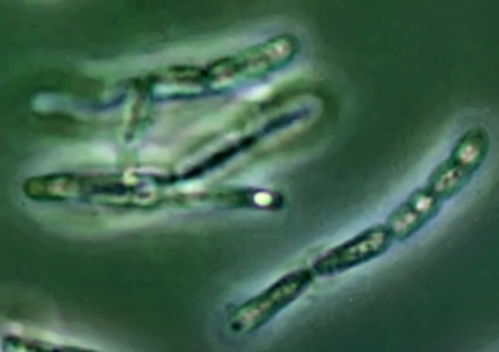 greenpigmentsm