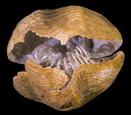 lophophoresm