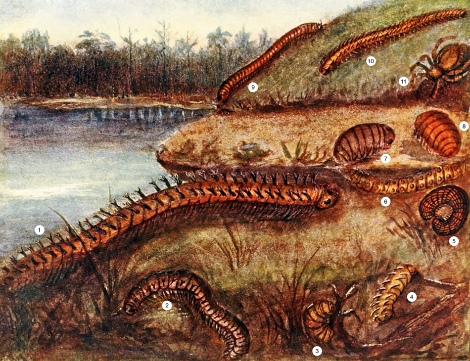 myriapods_Bohemiasm