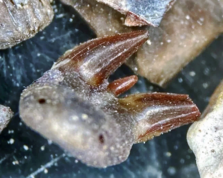 orthacanthus_toothsm