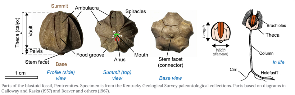 pentremitesdiagramsm