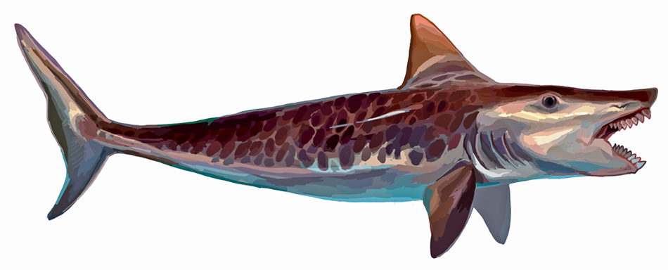 scissortoothsharksm