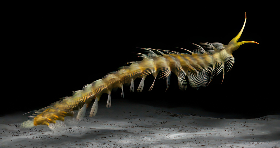 swimming_worm2gsm