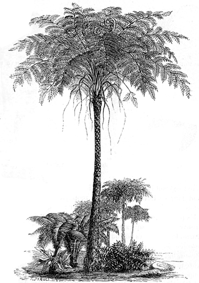 treefernartworksm