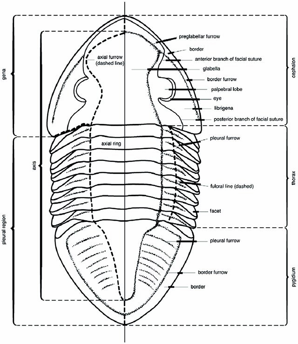 trilobite_line_drawingsm