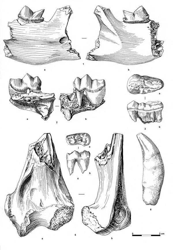 4drawingsofanimalbonesmashkoursm