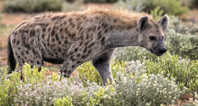 spottedhyenasm